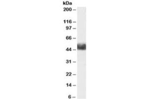 Western blot testing of human adipose lysate with FBXL3 antibody at 1ug/ml. (FBXL3 anticorps)