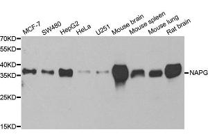 Western blot analysis of extracts of various cell lines, using NAPG antibody. (NAPG anticorps)