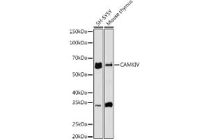 Western blot analysis of extracts of various cell lines, using CAMKIV antibody (ABIN7266021) at 1:1000 dilution. (CAMK4 anticorps)