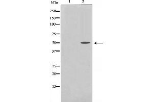 Western blot analysis of PDCD4 phosphorylation expression in serum treated 293 whole cell lysates,The lane on the left is treated with the antigen-specific peptide. (PDCD4 anticorps  (pSer457))