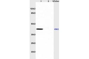 SDS-PAGE (SDS) image for anti-Mitogen-Activated Protein Kinase 1/3 (MAPK1/3) (AA 301-358) antibody (ABIN723725)