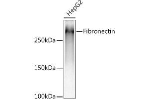 Western blot analysis of extracts of HepG2 cells, using (ABIN6133698, ABIN6135676, ABIN6135677 and ABIN7101415) at 1:5000 dilution. (Fibronectin 1 anticorps)