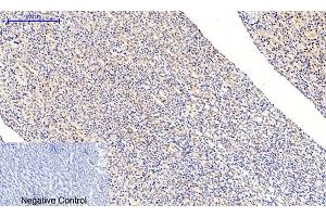 Immunohistochemical analysis of paraffin-embedded rat kidney tissue. (MEK1/2 anticorps  (pSer218, pSer222))