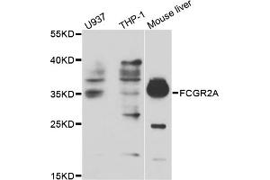 Western blot analysis of extracts of various cell lines, using FCGR2A antibody (ABIN5970646) at 1/1000 dilution. (FCGR2A anticorps)