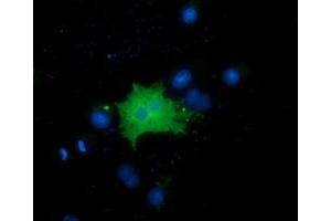 Immunofluorescence (IF) image for anti-Family with Sequence Similarity 84, Member B (FAM84B) antibody (ABIN1498206) (FAM84B anticorps)