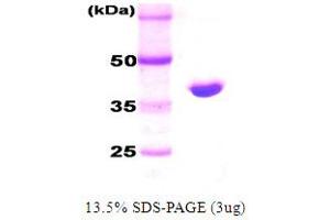 SDS-PAGE (SDS) image for DnaK (AA 1-384) protein (ABIN666809) (DnaK (AA 1-384) Protéine)