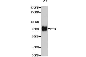 Western blot analysis of extracts of LO2 cells, using PVR antibody (ABIN5973376) at 1/1000 dilution. (Poliovirus Receptor anticorps)
