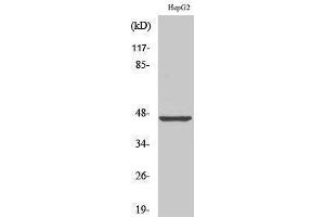 Western Blotting (WB) image for anti-Melanoma Antigen Family A, 1 (Directs Expression of Antigen MZ2-E) (MAGEA1) (C-Term) antibody (ABIN3185438) (MAGEA1 anticorps  (C-Term))