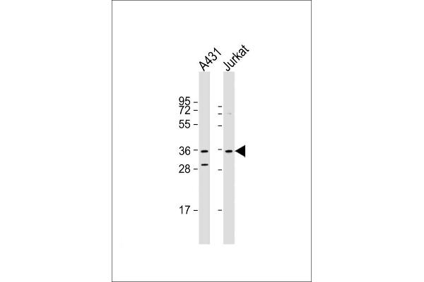 Cyclin H anticorps  (C-Term)