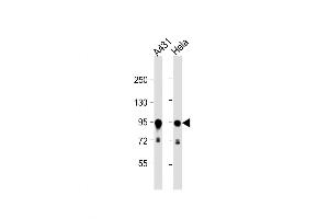 Western Blot at 1:1000 dilution Lane 1: A431 whole cell lysate Lane 2: Hela whole cell lysate Lysates/proteins at 20 ug per lane. (HSP90AB1 anticorps  (C-Term))