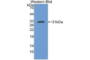 Western Blotting (WB) image for anti-Mitogen-Activated Protein Kinase 3 (MAPK3) (AA 75-312) antibody (ABIN1867791) (ERK1 anticorps  (AA 75-312))