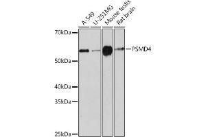 Western blot analysis of extracts of various cell lines, using PSMD4 Rabbit mAb (ABIN1681255, ABIN3017957, ABIN3017958 and ABIN7101547) at 1:1000 dilution. (PSMD4/ASF anticorps)