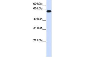 WB Suggested Anti-HS6ST3 Antibody Titration:  0. (HS6ST3 anticorps  (C-Term))