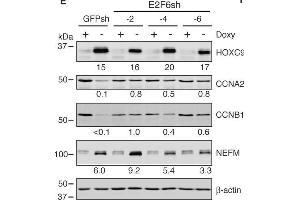 Western Blotting (WB) image for anti-Actin, beta (ACTB) (AA 359-368) antibody (ABIN129657)