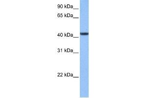 WB Suggested Anti-C8orf34 Antibody Titration: 0. (C8orf34 anticorps  (N-Term))
