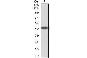 Western Blotting (WB) image for anti-Annexin A5 (ANXA5) (AA 160-320) antibody (ABIN5856491) (Annexin V anticorps  (AA 160-320))