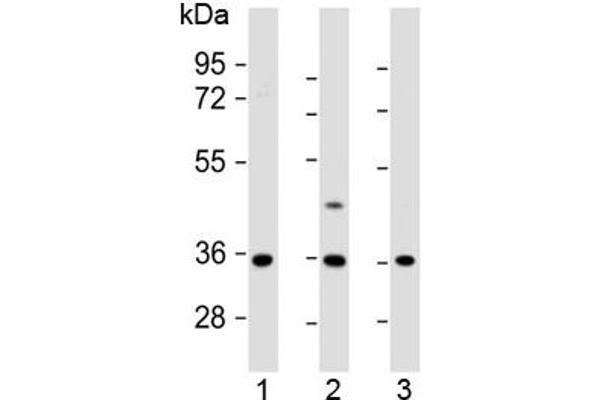 Olfactory Receptor, Family 2, Subfamily AE, Member 1 (OR2AE1) (AA 278-312) anticorps