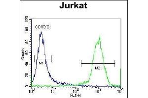 HJURP Antibody (C-term) (ABIN657329 and ABIN2846399) flow cytometric analysis of Jurkat cells (right histogram) compared to a negative control cell (left histogram). (HJURP anticorps  (C-Term))