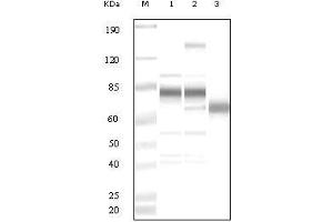 Western Blot showing KSHV ORF8 antibody used against uninduced BCBL1 cell lysate (1), TPA induced BCBL1 cell lysate (2) and purified virion (3). (KSHV ORF8 anticorps)