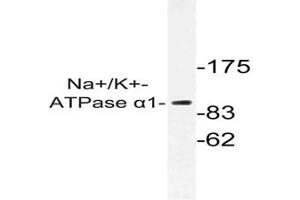 Image no. 1 for anti-Sodium Potassium ATPase, alpha1 (ATP1A1) antibody (ABIN317799) (ATP1A1 anticorps)