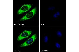 Immunofluorescence (IF) image for anti-Glyceraldehyde-3-Phosphate Dehydrogenase (GAPDH) (C-Term) antibody (ABIN185240)