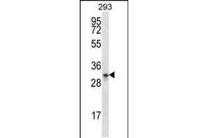 Western blot analysis in 293 cell line lysates (35ug/lane). (GPM6A anticorps  (C-Term))