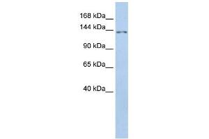 TMEM132B antibody used at 1 ug/ml to detect target protein. (TMEM132B anticorps  (Middle Region))