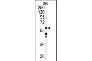 Western blot analysis of anti-CABC1 Antibody (C-term ) (ABIN391179 and ABIN2841277) in 293 cell line lysates (35 μg/lane). (COQ8A anticorps  (C-Term))