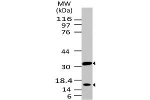 Image no. 1 for anti-Caspase 3 (CASP3) antibody (ABIN5027693) (Caspase 3 anticorps)