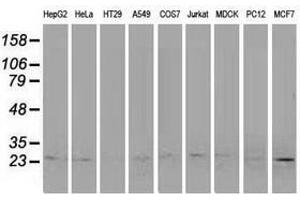 Image no. 2 for anti-Polymerase (RNA) II (DNA Directed) Polypeptide E, 25kDa (POLR2E) antibody (ABIN1500336) (POLR2E anticorps)