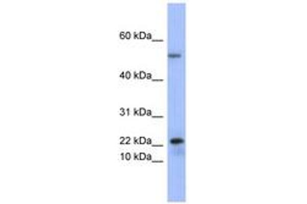 PLA2G5 anticorps  (C-Term)