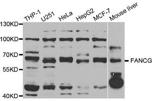 Western Blotting (WB) image for anti-Fanconi Anemia Complementation Group G (FANCG) antibody (ABIN1882333) (FANCG anticorps)