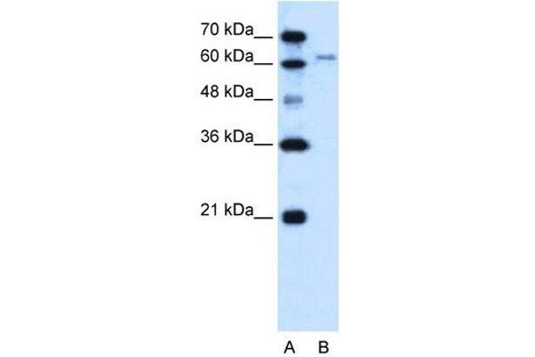 SLC15A4 anticorps  (N-Term)