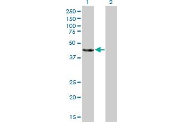 SIRT7 anticorps  (AA 1-400)