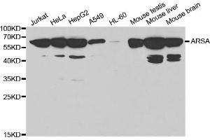 Western blot analysis of extracts of various cell lines, using ARSA antibody (ABIN5970869) at 1/1000 dilution. (Arylsulfatase A anticorps)