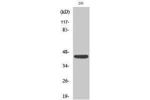 Western Blotting (WB) image for anti-Natural Cytotoxicity Triggering Receptor 1 (NCR1) (Internal Region) antibody (ABIN3176354) (NCR1 anticorps  (Internal Region))