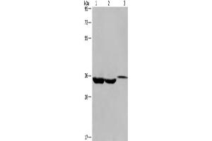 Western Blotting (WB) image for anti-Inhibitor of Growth Family, Member 2 (ING2) antibody (ABIN2428284) (ING2 anticorps)