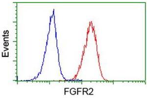 Image no. 2 for anti-Fibroblast Growth Factor Receptor 2 (FGFR2) antibody (ABIN1498252) (FGFR2 anticorps)