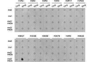 Dot Blot (DB) image for anti-Histone 3 (H3) (H3K27me) antibody (ABIN3023269)