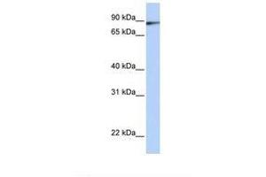 Image no. 1 for anti-Interleukin enhancer-binding factor 3 (ILF3) (AA 756-805) antibody (ABIN6737688) (Interleukin enhancer-binding factor 3 (ILF3) (AA 756-805) anticorps)