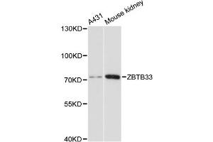 Western blot analysis of extracts of various cell lines, using ZBTB33 antibody. (ZBTB33 anticorps)