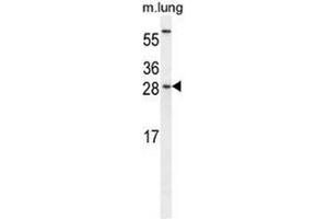 CEBPG Antibody (C-term) western blot analysis in mouse lung tissue lysates (35µg/lane). (CEBPG anticorps  (C-Term))