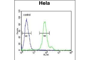 Flow cytometric analysis of Hela cells (right histogram) compared to a negative control cell (left histogram). (CTPS2 anticorps  (N-Term))