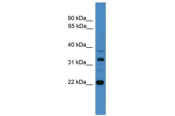 AMZ2 anticorps  (C-Term)