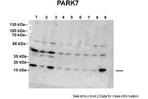 Sample type: 1: Scrambled (20ug)2: Stable DJ1 knockdown SH-SY5Y cell line (20ug)3: Scrambled (20ug)4: ShRNA clone 1 (20ug)5: ShRNA clone 2 (20ug)6: ShRNA clone 3 (20ug)7: ShRNA clone 4 (20ug)8: ShRNA clone 5 (20ug)9: Scrambled (20ug)Primary Dilution:  1:5000Secondary Antibody: anti-goat Ig, alkaline phosphatase conjugated  and anti rabbit alkaline phosphatase  Secondary Dilution: 1:5000Image Submitted By: Shushant JainVU Medical Center (PARK7/DJ1 anticorps  (C-Term))