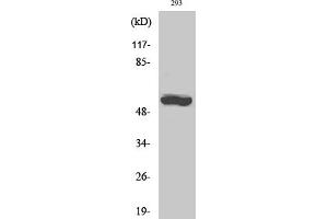 Western Blot analysis of 293 cells using CYP19A1 Polyclonal Antibody diluted at 1:1000. (Aromatase anticorps  (AA 190-270))