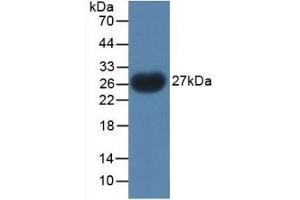 Detection of Recombinant PTHrP, Gallus using Polyclonal Antibody to Parathyroid Hormone Related Protein (PTHrP) (PTHLH anticorps  (AA 38-176))