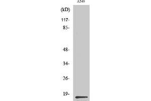 Western Blot analysis of various cells using PGE synthase Polyclonal Antibody diluted at 1:500. (PGE Synthase anticorps  (Internal Region))