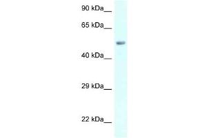 Western Blot showing AMY2B antibody used at a concentration of 1 ug/ml against 721_B Cell Lysate (AMY2B anticorps  (C-Term))