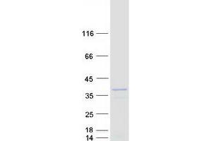 Validation with Western Blot (SSBP1 Protein (Myc-DYKDDDDK Tag))